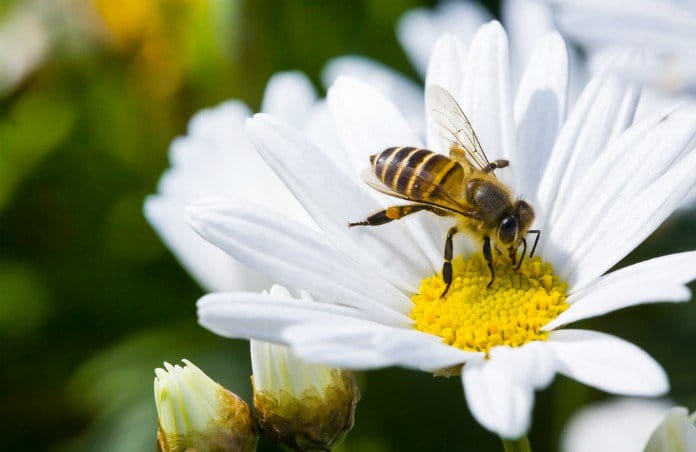 La loi « Abeille » lutte contre l’exposition aux champs électromagnétiques